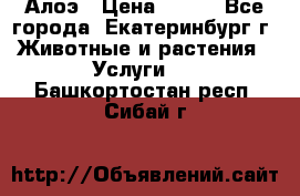 Алоэ › Цена ­ 150 - Все города, Екатеринбург г. Животные и растения » Услуги   . Башкортостан респ.,Сибай г.